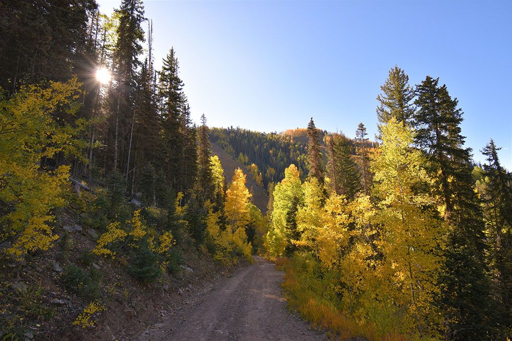 fall foliage and a dirt road